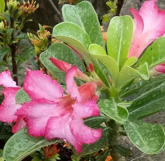 Majatalo Pousada Cruzeiro Dos Anjos