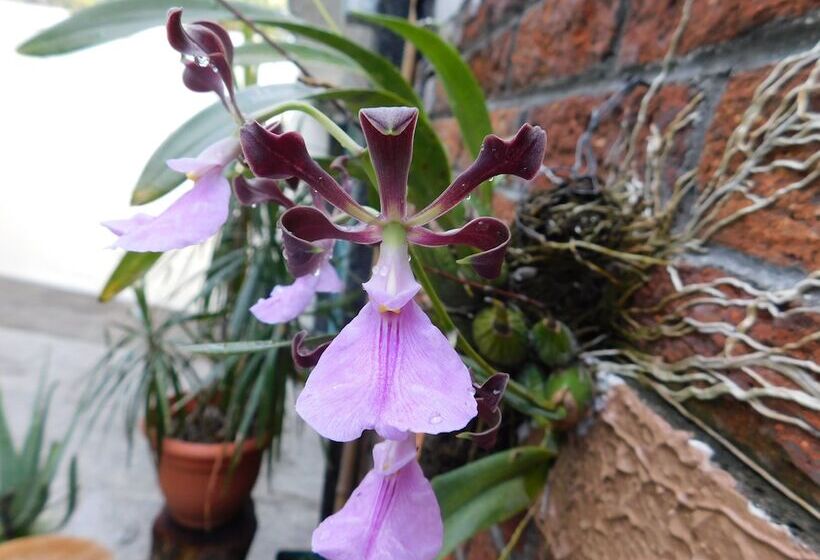 فندق San Jose Hostal