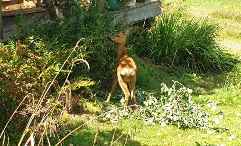 Pension (Hôtel basse catégorie) Norwegian Wood