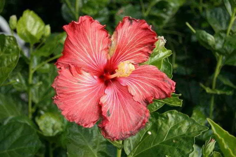 ホテル Fairway Motor Inn