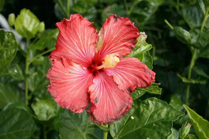 ホテル Fairway Motor Inn