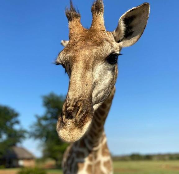 Отель Morakane Safari Lodge