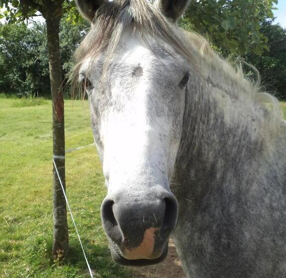 ホテル Château Du Bois Guy