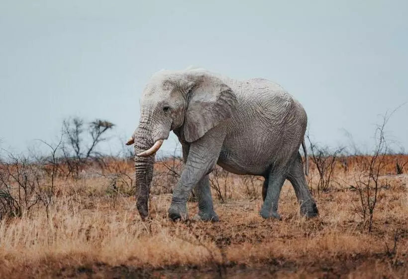 استراحتگاه Villa Mushara