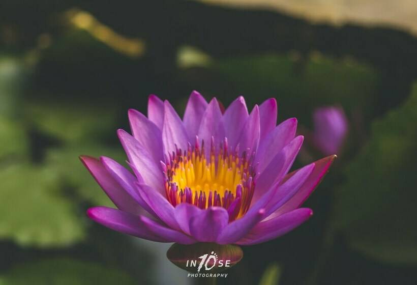 Golden Resort And Farm