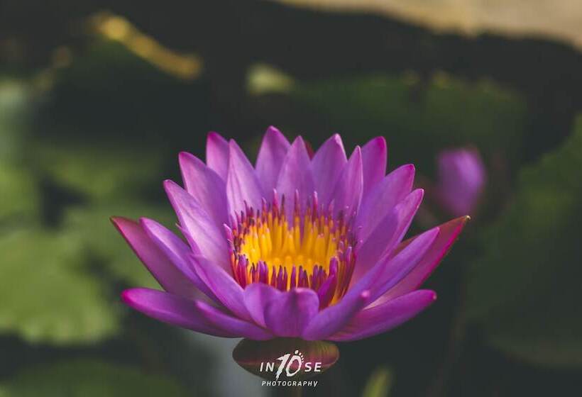 Golden Resort And Farm