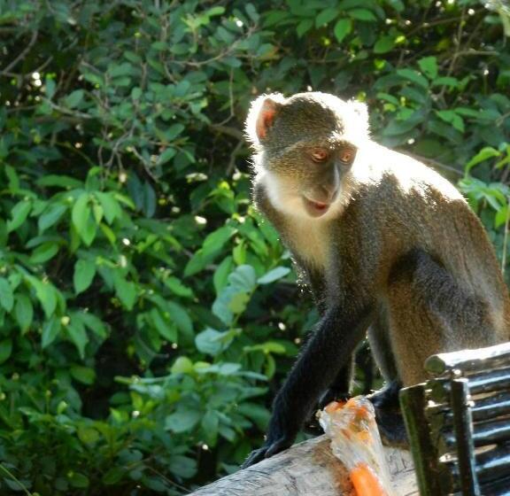 هاستل Stilts Diani Beach