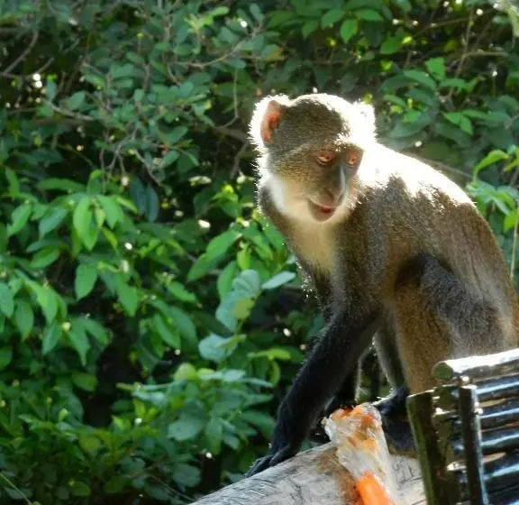 هاستل Stilts Diani Beach