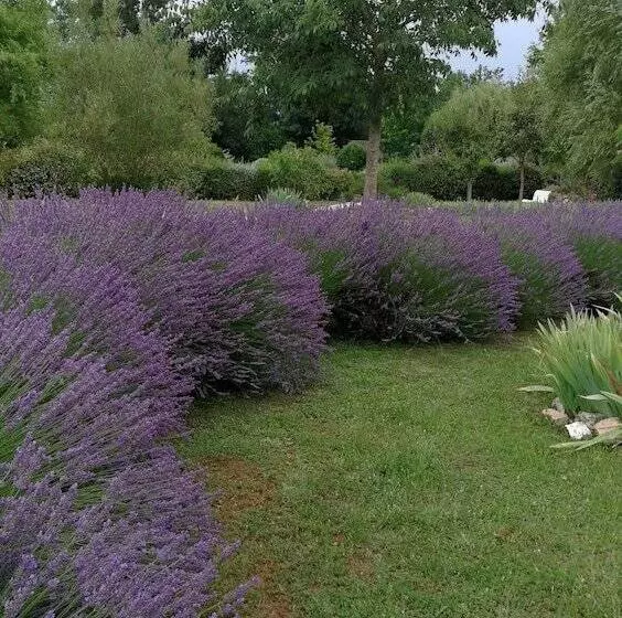 ベッドアンドブレックファースト Chambre D'hotes Le Lavoir