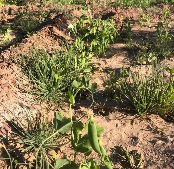 تختخواب و صبحانه Berber Nomad Kasbah