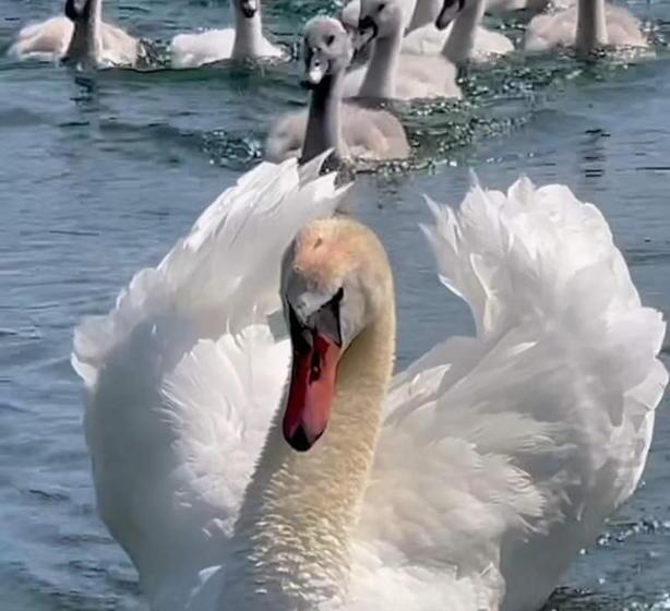 Пансион Casa Badea