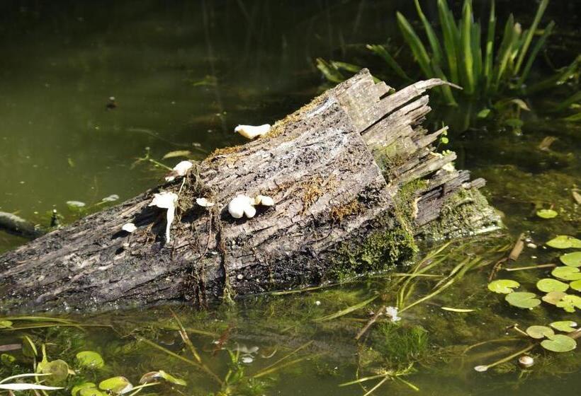 Пансион Casa Badea