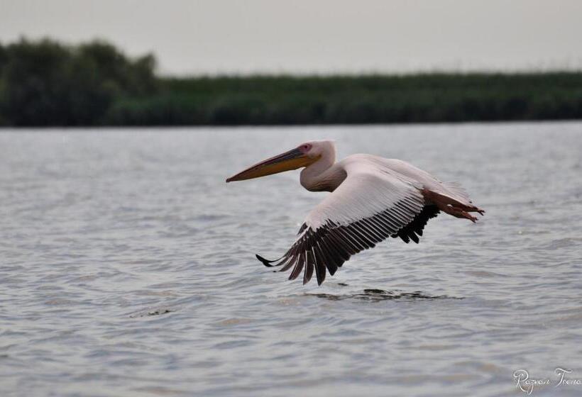 Пансион Casa Badea