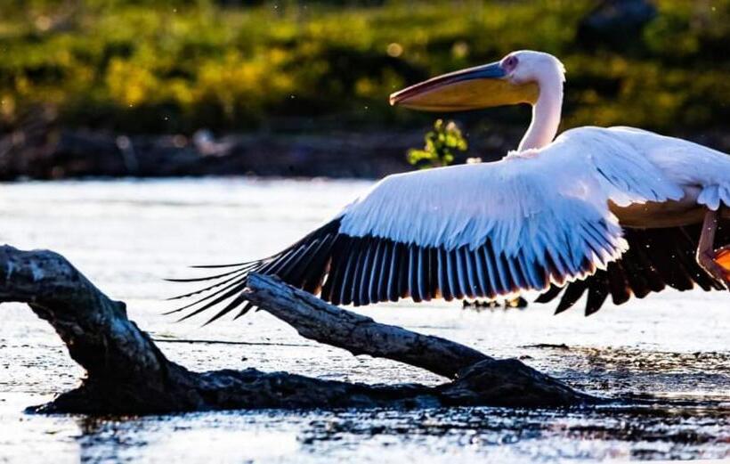 Пансион Casa Badea
