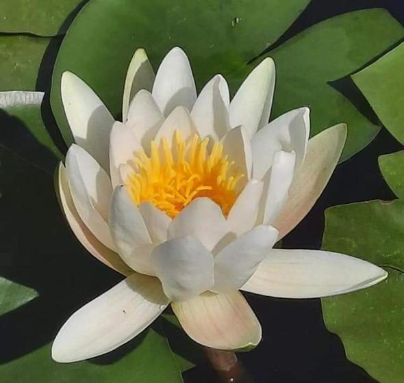 Пансион Casa Badea