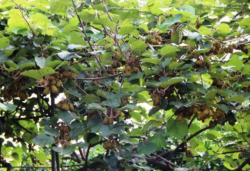 پانسیون Guesthouse Green House