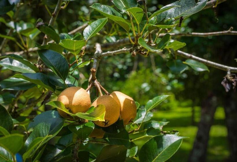 膳宿费 Pousada Chalé Amoreira