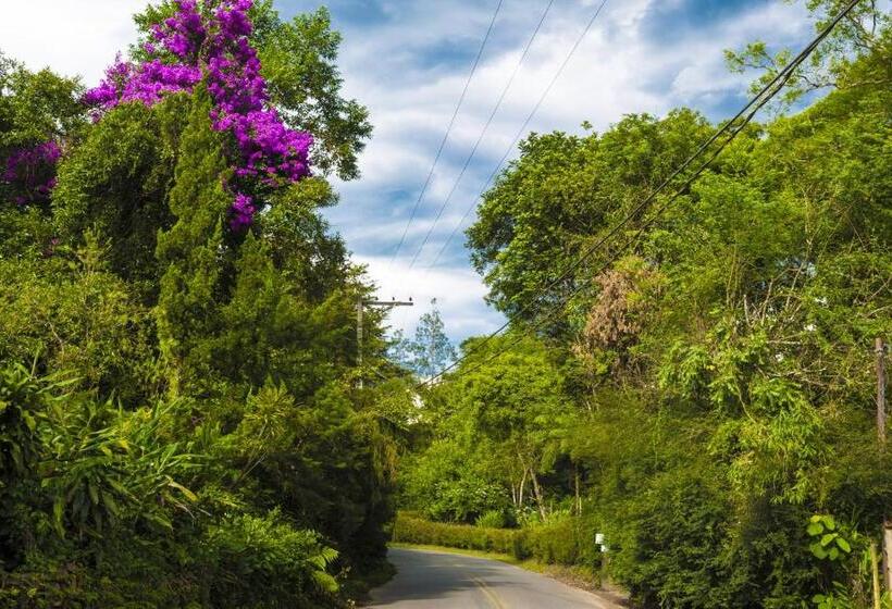 膳宿费 Pousada Chalé Amoreira