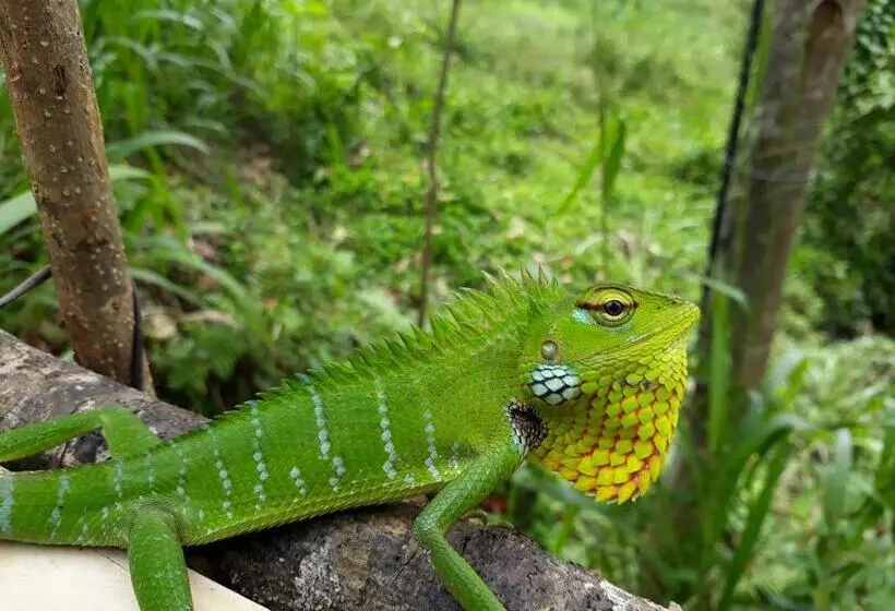 Majatalo Sinharaja Rest