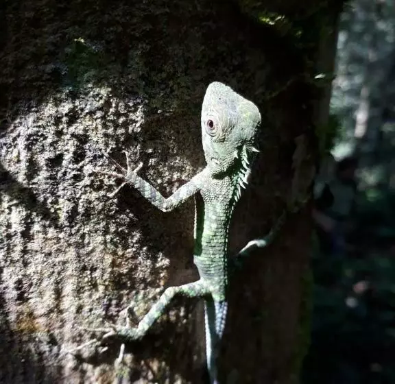 Majatalo Sinharaja Rest