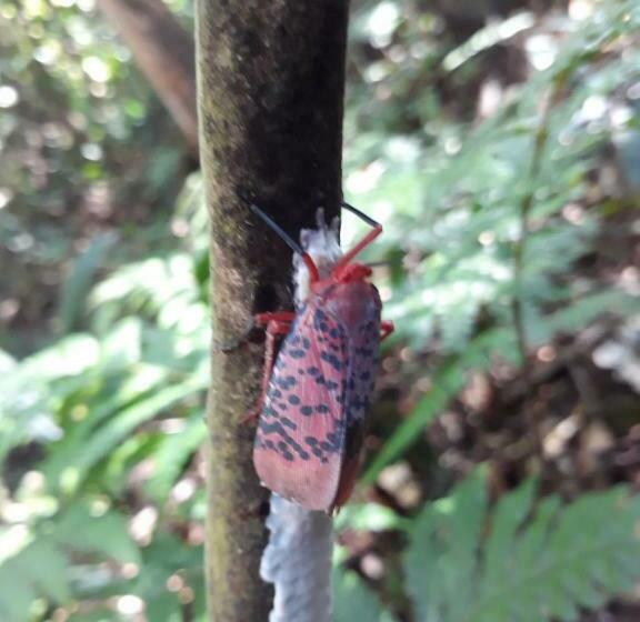 بنسيون Sinharaja Rest