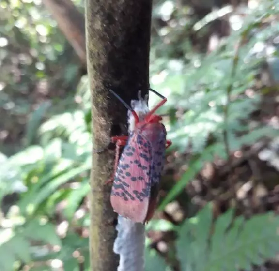 Majatalo Sinharaja Rest