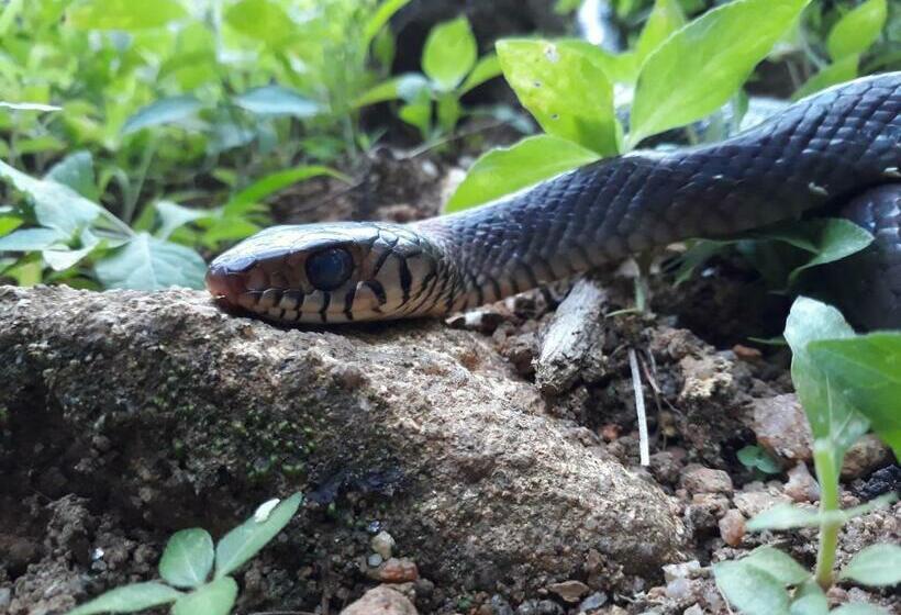 بنسيون Sinharaja Rest