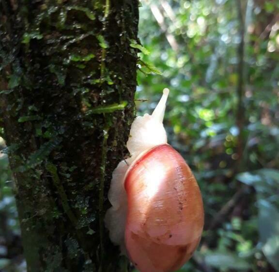 بنسيون Sinharaja Rest