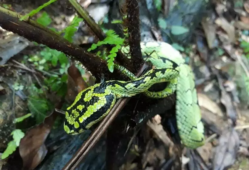 Majatalo Sinharaja Rest