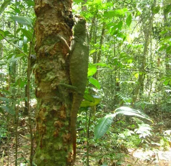 Majatalo Sinharaja Rest