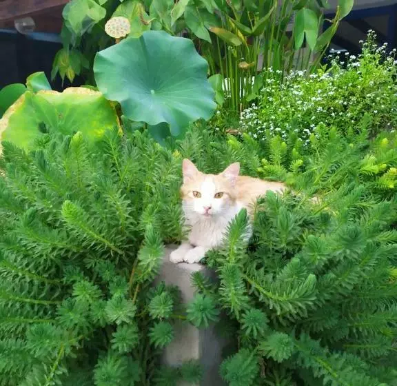 ペンション B&b Luna Blu