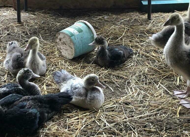 مبيت وإفطار Mas De La Montille