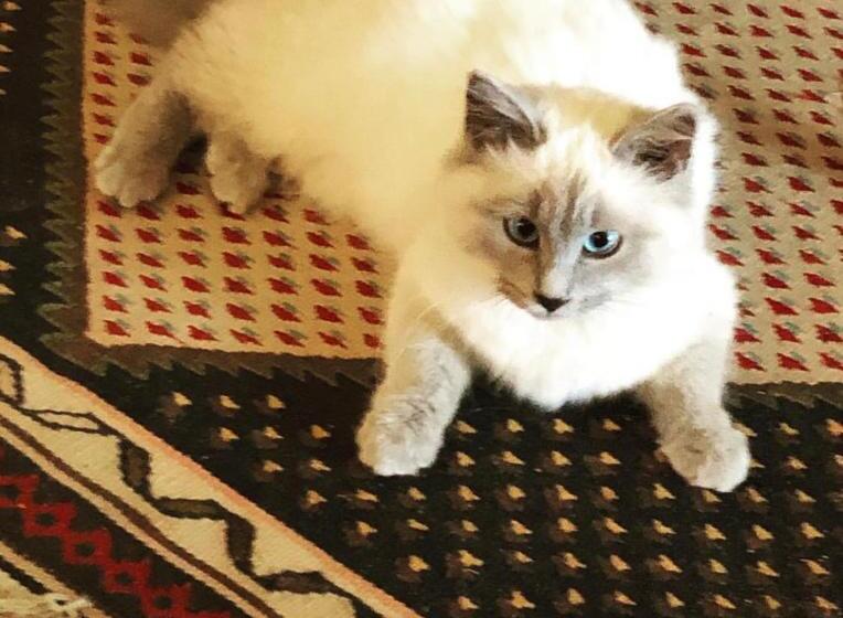 مبيت وإفطار Mas De La Montille