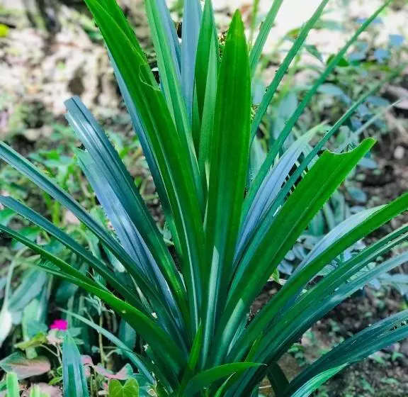 Aamiaismajoitus (B&B) River Splendour Home Stay