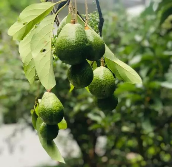 Aamiaismajoitus (B&B) River Splendour Home Stay