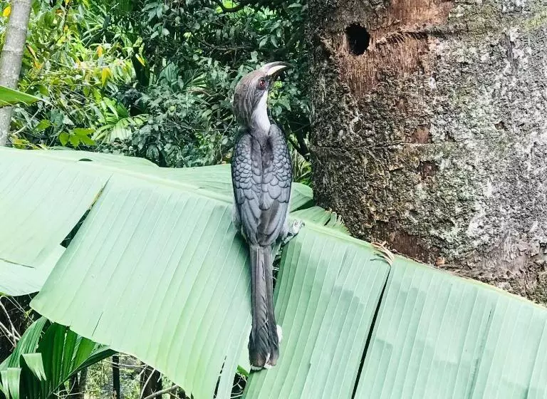 Aamiaismajoitus (B&B) River Splendour Home Stay