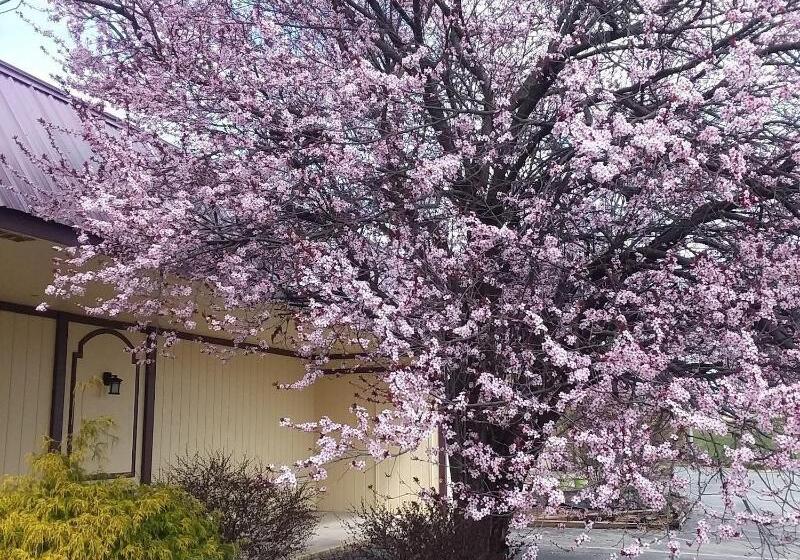 Hotel Apm Inn & Suites