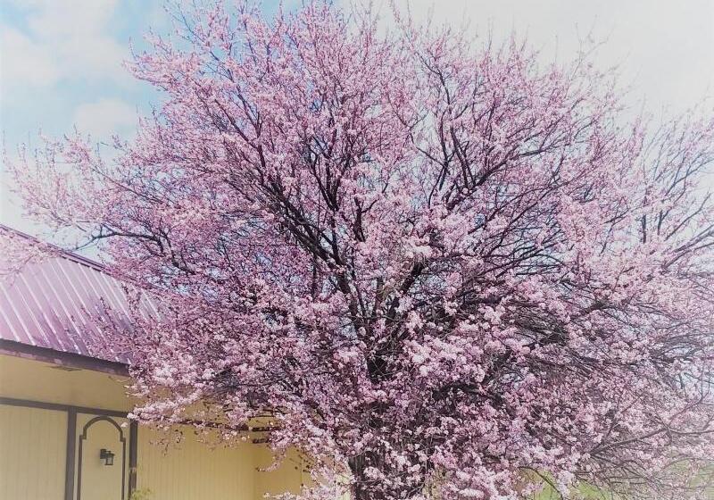 Hotel Apm Inn & Suites