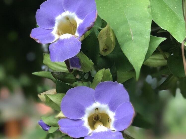 Otel Mek Kiri Riverkwai Resort Sha