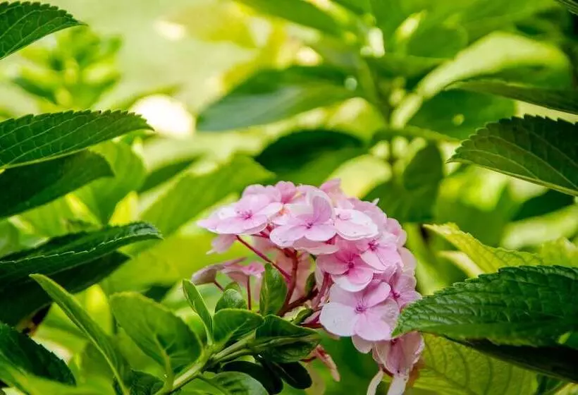 田舎風ホテル Cantinho Das Flores