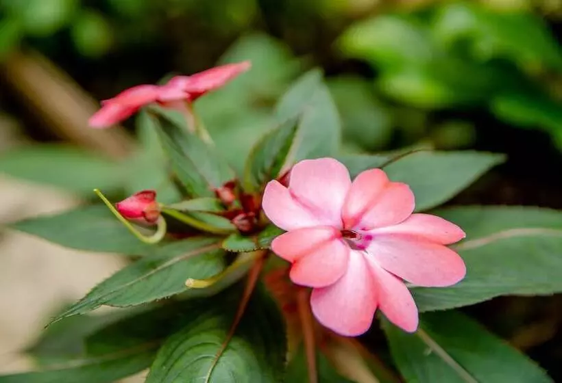 田舎風ホテル Cantinho Das Flores