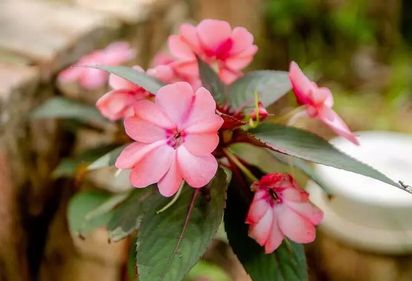 田舎風ホテル Cantinho Das Flores