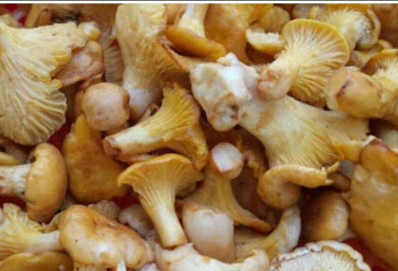 Bed and Breakfast Chambres D Hôtes De Malvalette