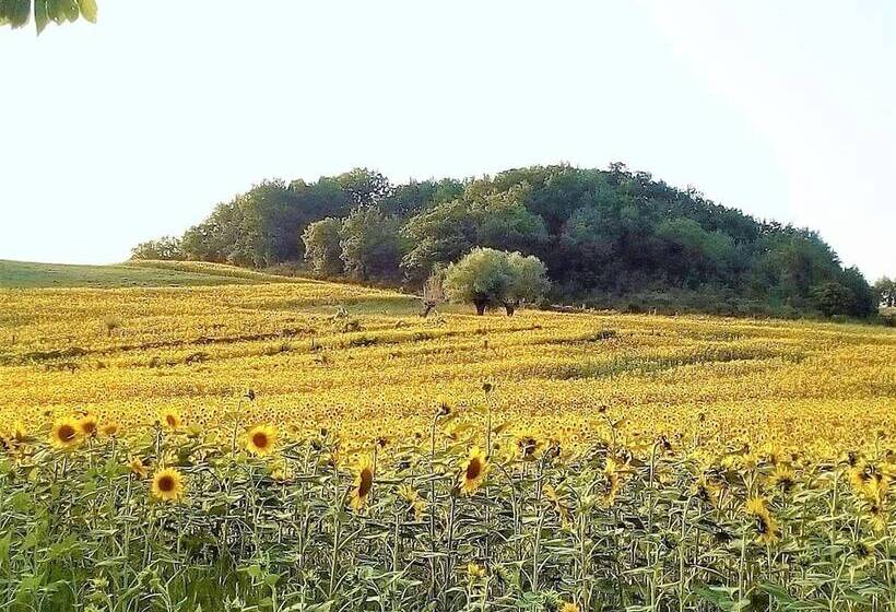 צימר Mansarda Viti