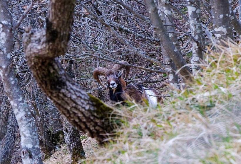 צימר Mansarda Viti