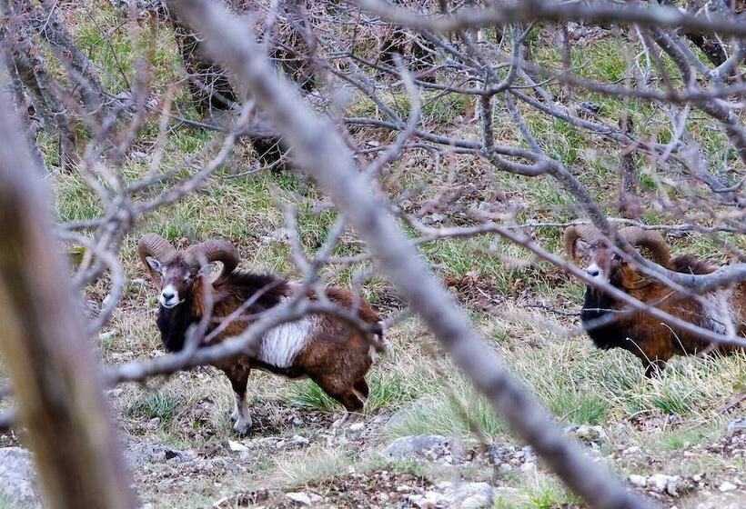 צימר Mansarda Viti