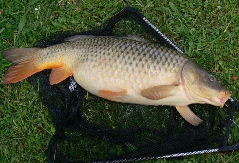 בית מלון כפרי Mobil Home à Louer