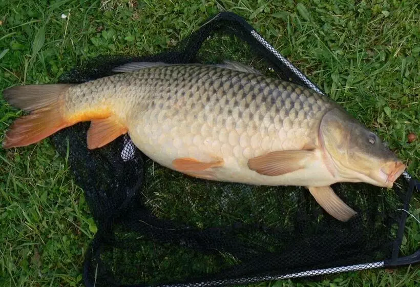 Hotelli Mobil Home à Louer