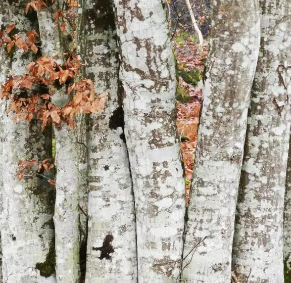 Majatalo Villa Le Cloky