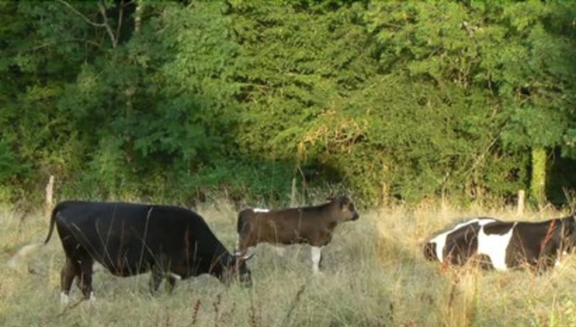 田舎風ホテル Le Jardin De Beyssin